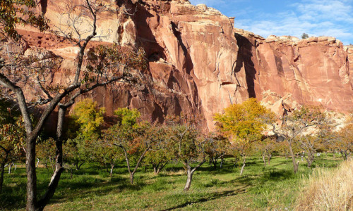 Orchards