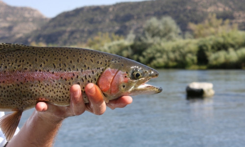 San Juan River