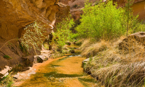 Negro Bill Canyon